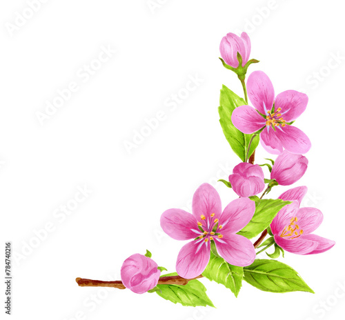 Spring apple branch. Pink flowers corner ornament. Watercolor clipart for greeting card or invitation.