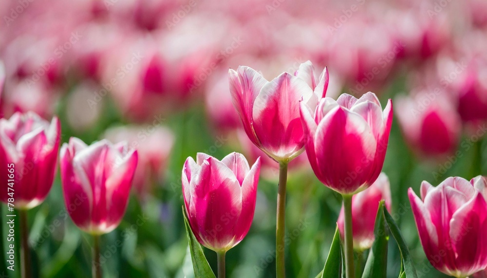 many pink tulips sit in the middle of a pink background