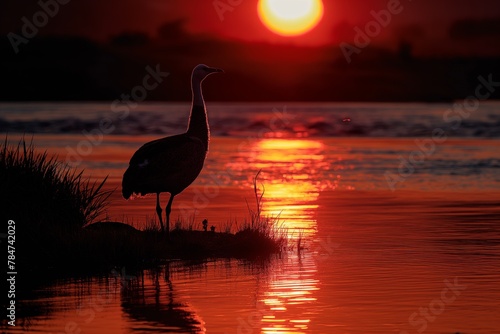 A bird stand on the background of the sunset by the lake: the evening sky is shrouded in golden and red shades, reflected in the quiet water