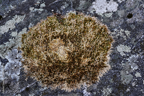 moss and lichen on granite rock