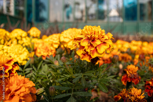 Flores em um jardim de praça pública. 