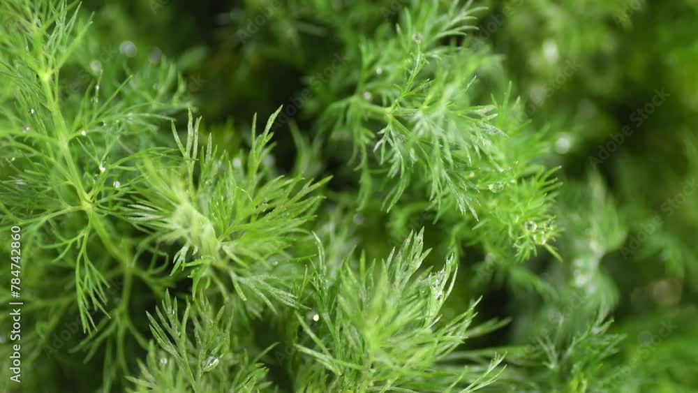 Dill aromatic fresh herbs. Bunch of fresh green dill background, rotating condiments. Vegetarian food, organic. Anethum graveolens macro shot. Top view Dill aromatic fresh herbs. Bunch of fresh green dill background, rotating condiments. Vegetarian food, organic. Anethum graveolens macro shot. Top view