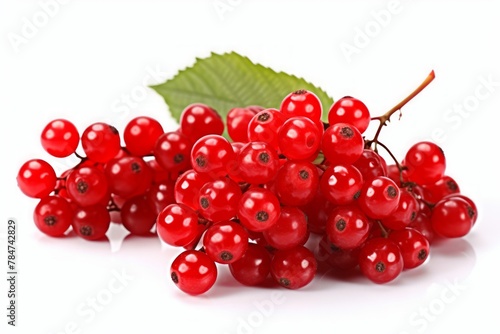 Vibrant clusters of red viburnum berries with foliage. Luscious viburnum isolated on a pristine white background. Concept of botanical nutrition, fall harvest, and holistic healing.