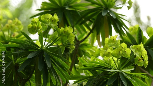 Euphorbia bourgeana (lambii), also sometimes called the Tree Euphorbia, is a species of spurge native to La Gomera in the Canary Islands. photo