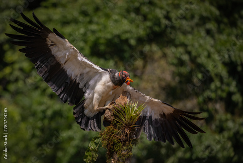 King vulture in Costa Rica  © Harry Collins