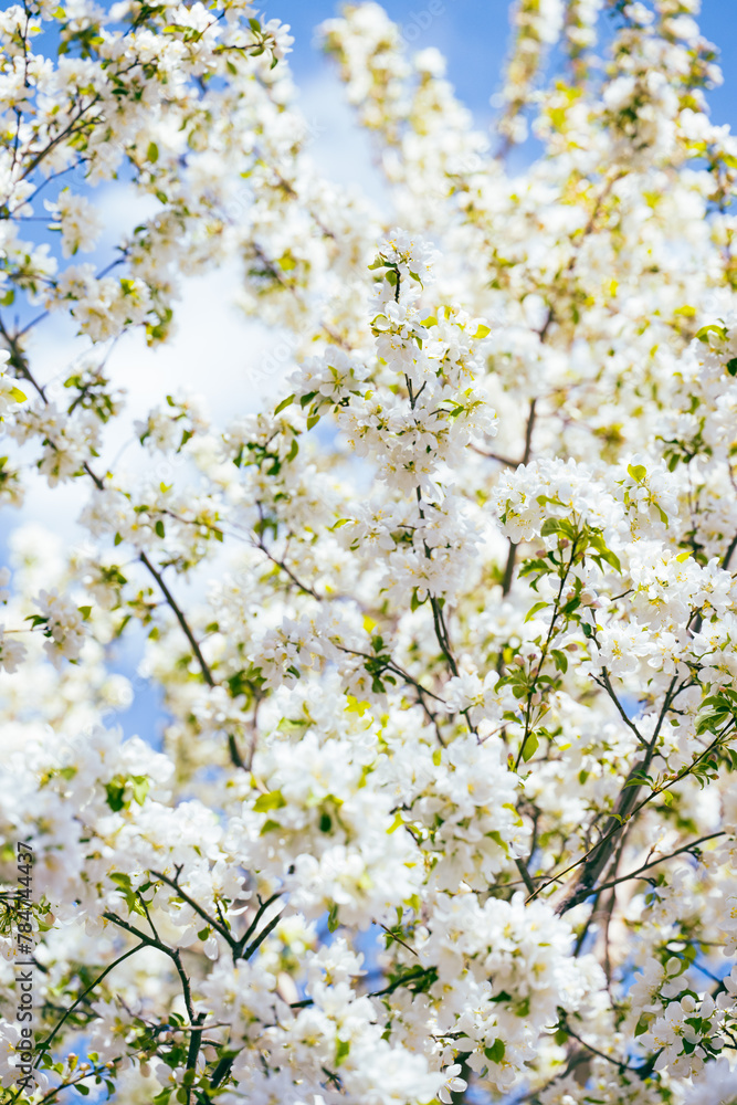 blossoming cherry tree in spring