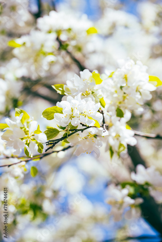 tree blossom