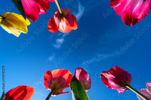Blick aus einem Blumenbeet vorbei an Tulpen in Richtung des blauen Himmels