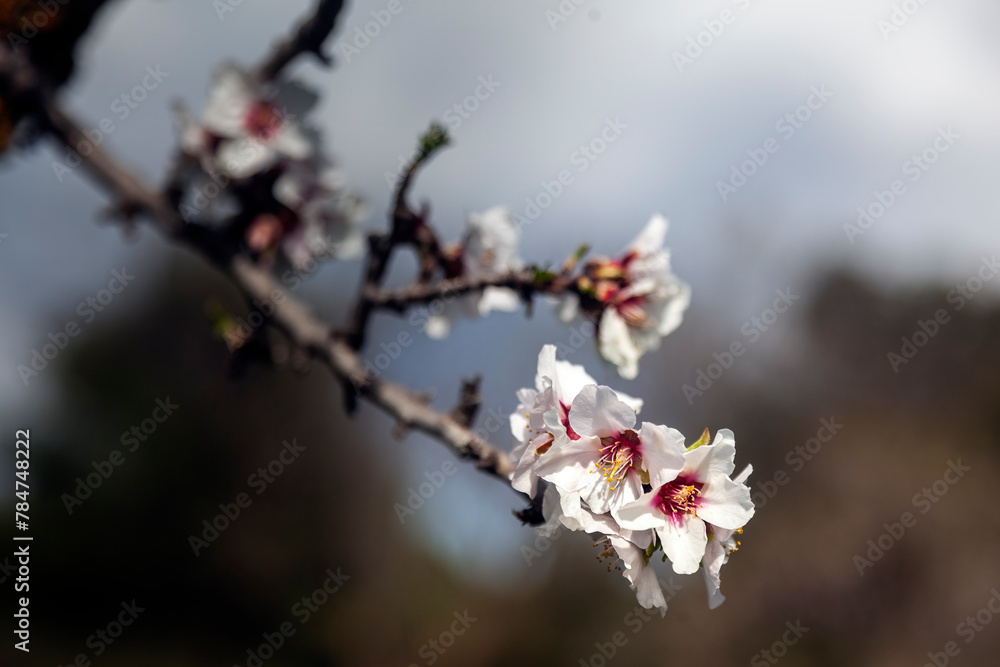 Blooming flowers on a branch of an almond tree, a very usual sight in Greece during springtime.