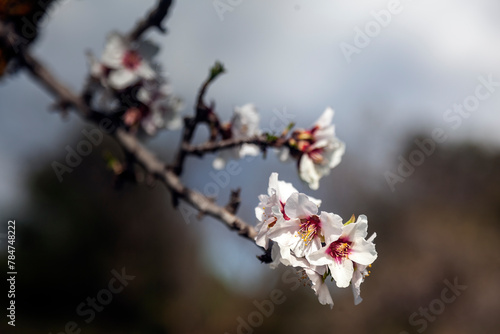 Blooming flowers on a branch of an almond tree, a very usual sight in Greece during springtime. 