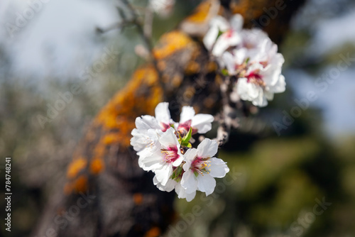 Blooming flowers on a branch of an almond tree, a very usual sight in Greece during springtime. 