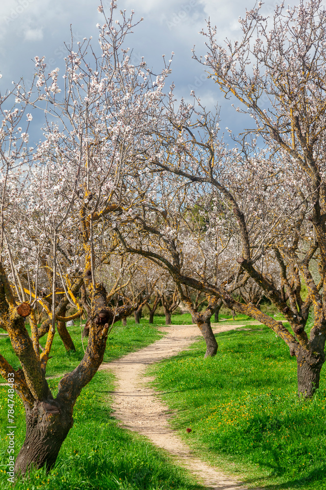 Almond trees during spring time at the Syggrou Park, in the district of Kifisia in Athens, Greece, Europe.