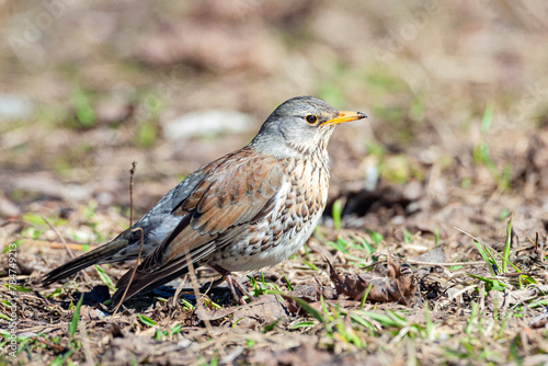 The fieldfare (Turdus pilaris) is looking for worms on the ground in early spring