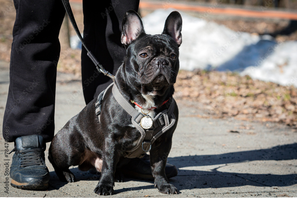A young black French bulldog on a walk in the spring park. Close-up..