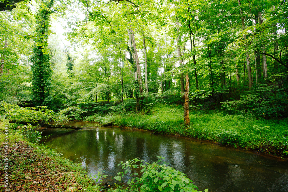 Lush Woodland Stream Surrounded by Foliage