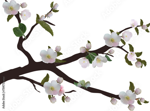 spring tree light pink blossom on white background