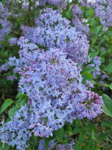 flowers lilac