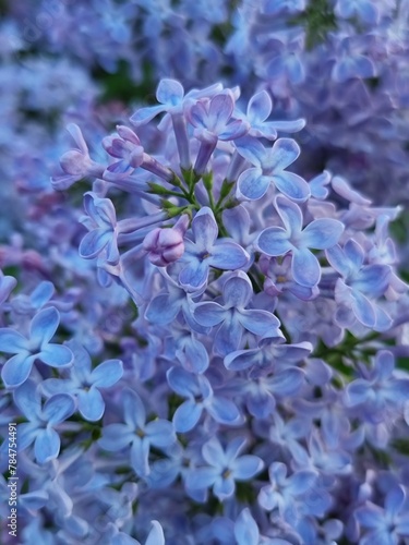 close up of flowers lilac