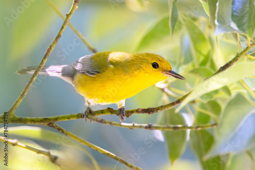 A gorgeous prothonotary warbler (Protonotaria citrea) migrating in my region of southwest Florida. Handsome little yellow bird! photo