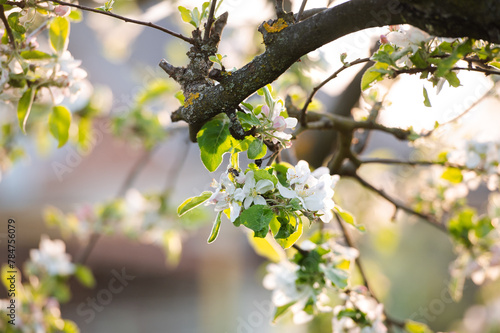 Blooming Apple tree, pear with white flowers. Blooming white flowers fruit tree: Apple, pear in the garden in early spring.
