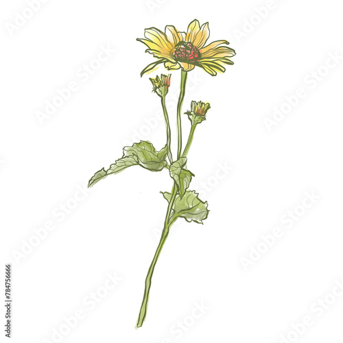 Oil painting abstract flower bouquet of yellow helenium. Hand painted floral composition of wildflower isolated on white background. Holiday Illustration for design, print, fabric or background.