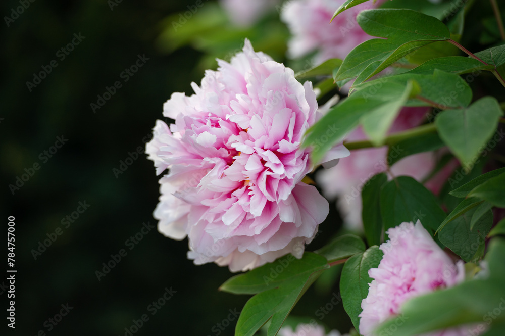 Pink double flowers of Paeonia lactiflora. Flowering peony plant in summer garden