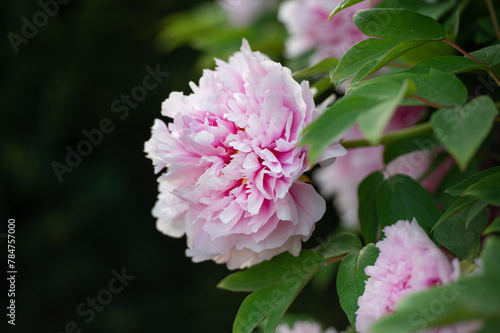 Pink double flowers of Paeonia lactiflora. Flowering peony plant in summer garden