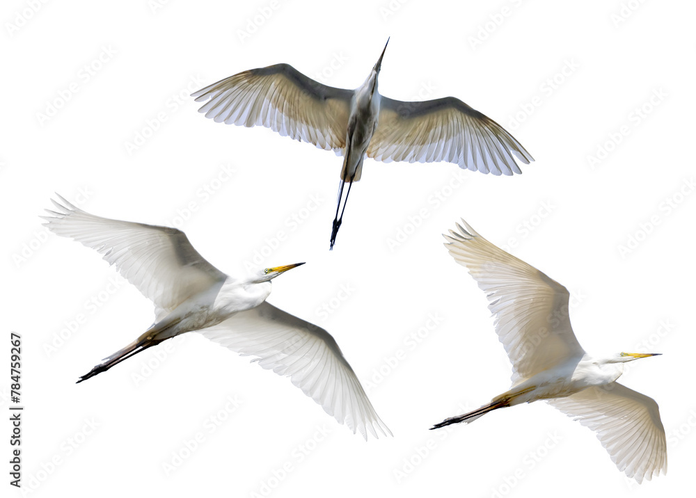 Obraz premium three herons in flight isolated on white background