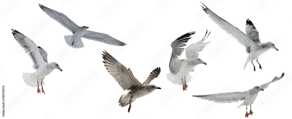 Obraz premium six European herring gulls in free flight on white