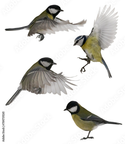 four yellow tits birds isolated on white © Alexander Potapov