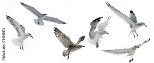 six European herring gulls in free flight on white photo