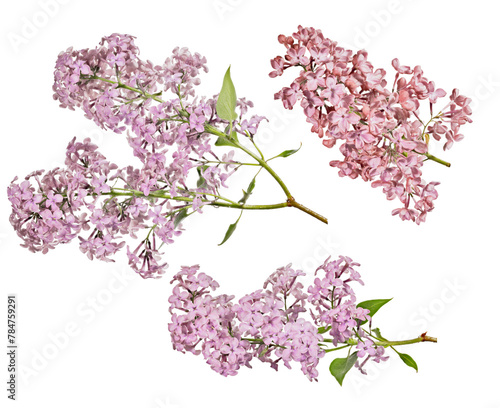 fine red lilac blossoming three branches with small green leaves © Alexander Potapov