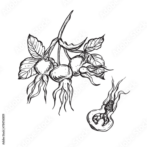 Rose hip berries with leaves. Vector hand drawn floral illustration with hips of dog rose in outline style. Sketch