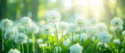 Beautiful white spring flowers of wild leek or onion, natural background with blurred greenery in the garden. macro photo in the style of nature. photo