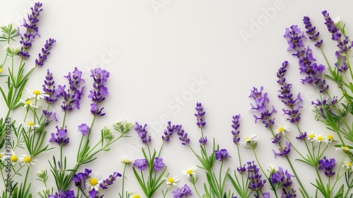 Creative frame of blossom of Lavender flowers on white background. Top view  flat lay  composition