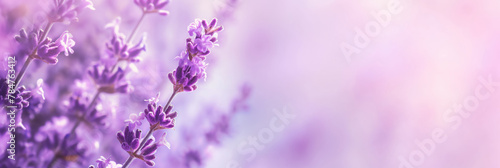 Purple lavender flowers on a violet background in macro photography. Generative AI