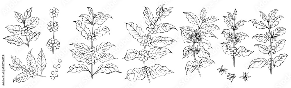 Fototapeta premium Sketch of coffee branches in ink on a white background. Drawing of a twig with leaves and berries. Coffee beans
