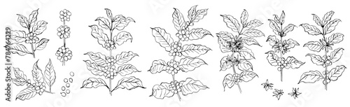 Sketch of coffee branches in ink on a white background. Drawing of a twig with leaves and berries. Coffee beans © vaneeva