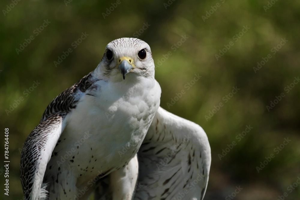 white hawk closeup portrait with green forest on background white hawk closeup portrait with green forest on background