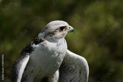 white hawk closeup portrait with green forest on background