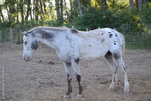 caballo blanco ciego photo