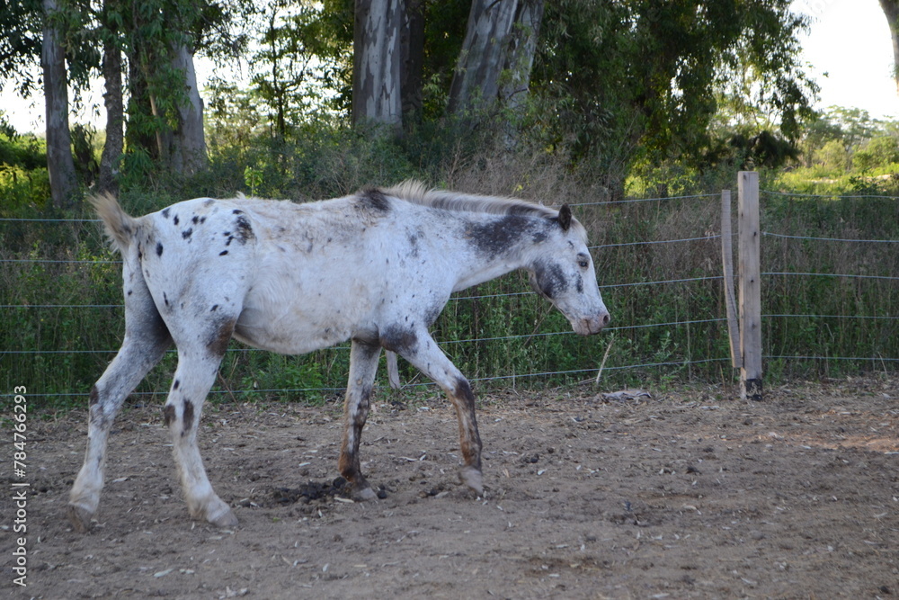 Obraz premium caballo blanco ciego