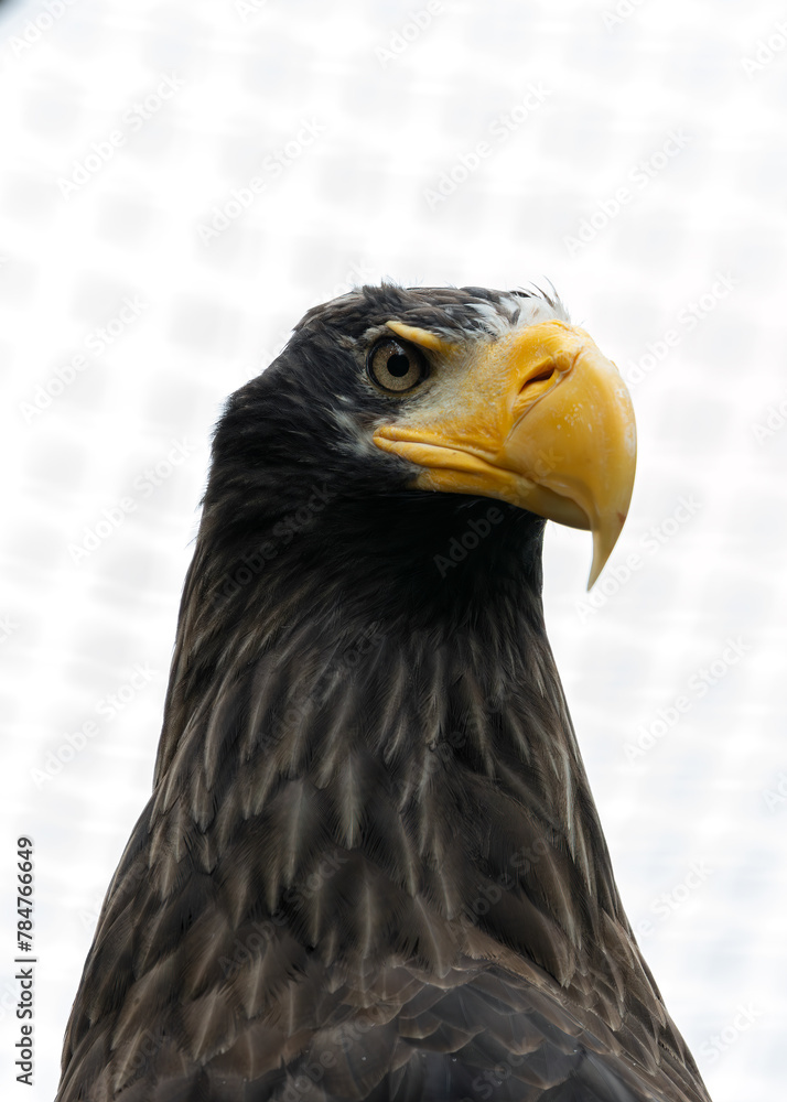 Obraz premium Steller's Sea Eagle (Haliaeetus pelagicus) - Endemic to coastal northeastern Asia