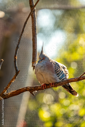 Crested Pigeon (Ocyphaps lophotes) - Found throughout mainland Australia (except far northern tropics) photo