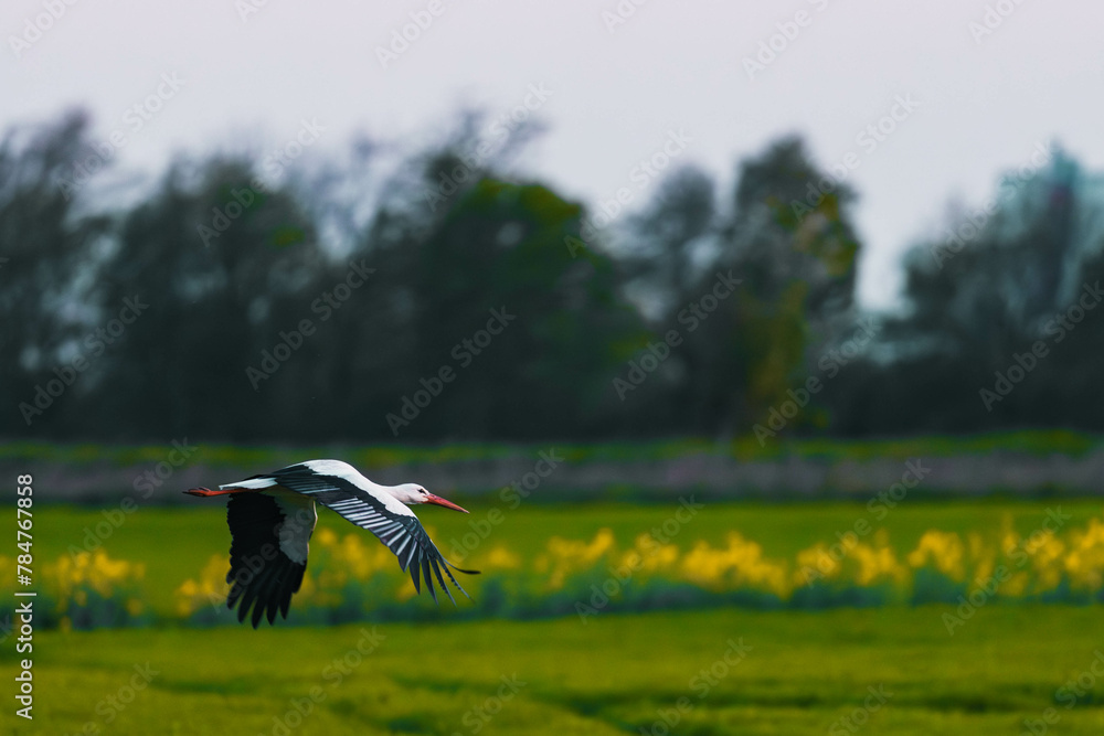 Obraz premium Storch im Feld zur goldenen Stunde 
