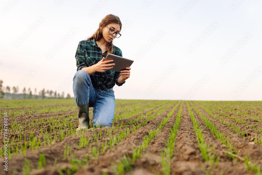Woman Farmer on a green wheat field with a tablet in his hands. Organic green wheat in the field. Smart farm. Agro business. Harvesting. - obrazy, fototapety, plakaty 