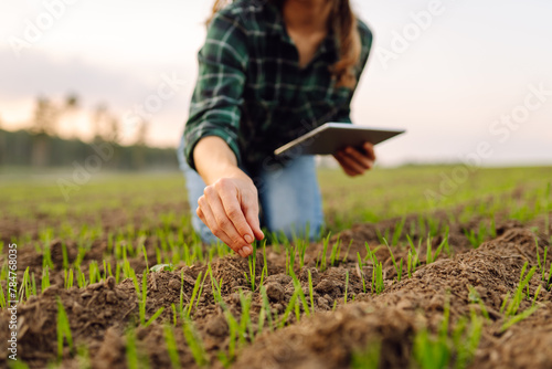 Woman Farmer on a green wheat field with a tablet in his hands. Organic green wheat in the field. Smart farm. Agro business. Harvesting.