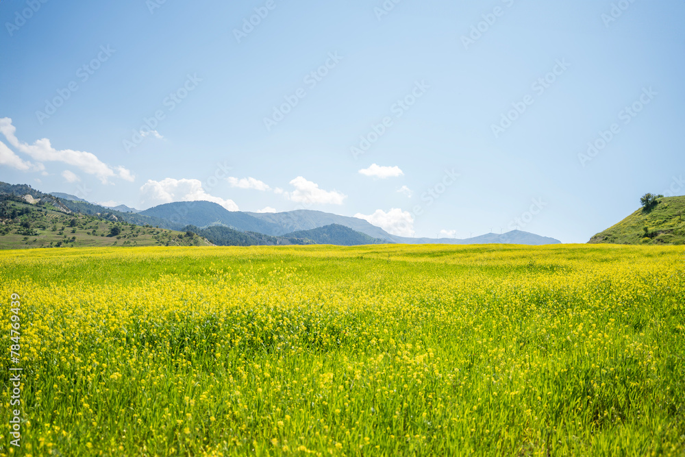 Spring, Spring wheat field, A plain full of spring flowers, A person who walks in a field full of spring flowers, A couple walking in a field full of flowers, A woman walking in a field full of spring