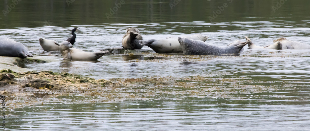 Seals relaxing on rocks at the river Seals relaxing on rocks at the river