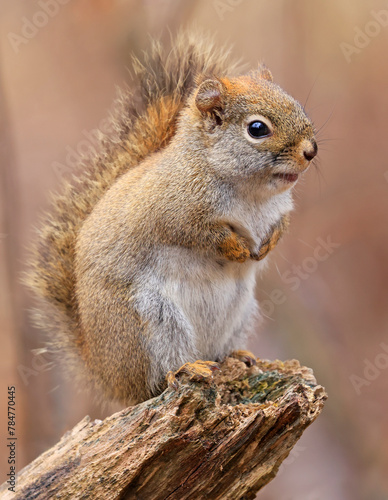 Perched red squirrel on the tree trunk with blur background, Ontario Canada